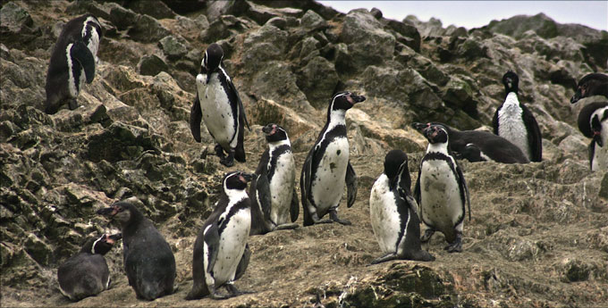paracas_pingouins