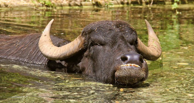 bison_eau