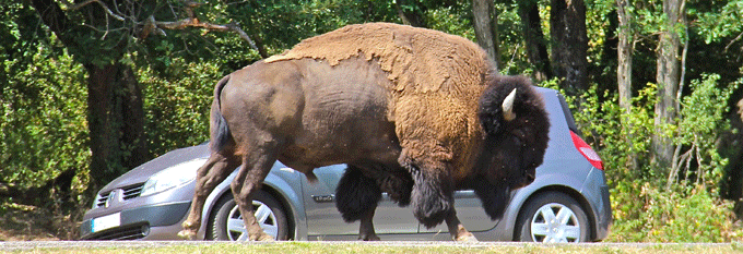 bison_voiture