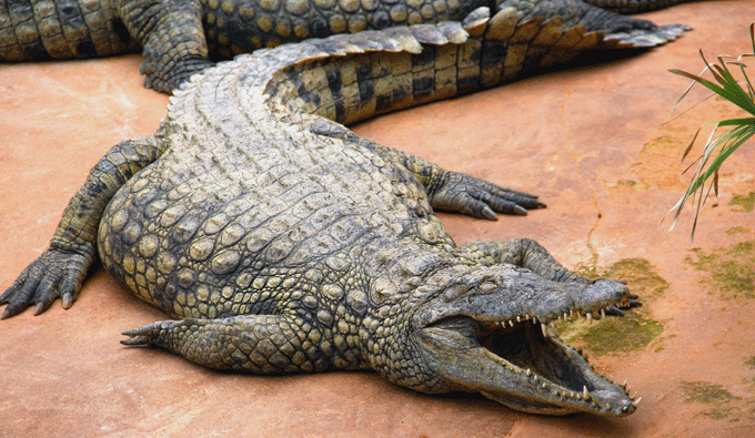 crocodile_gueule