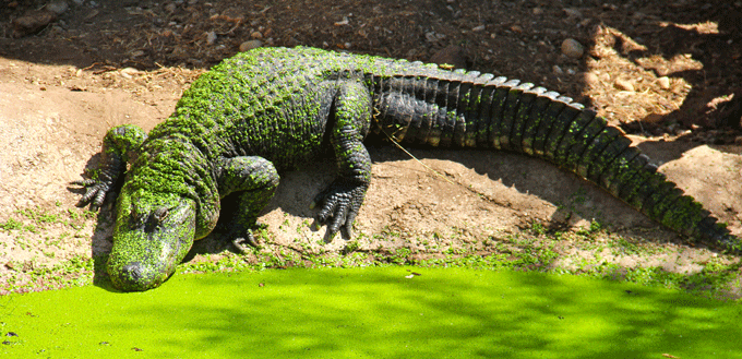 crocodile_vert