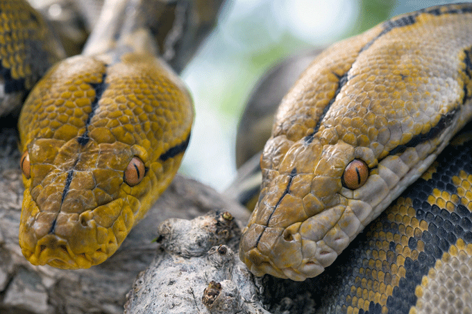 crocodiles_pythons