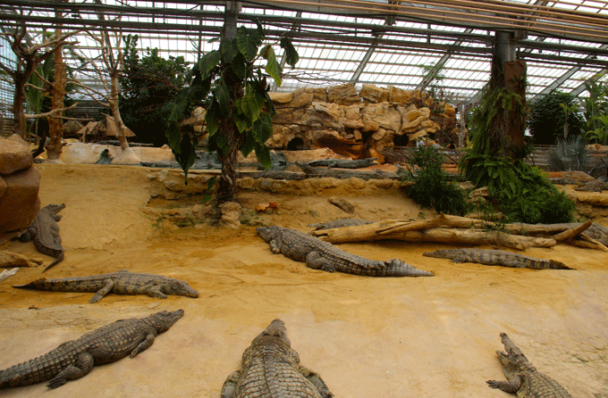 crocodiles_serre