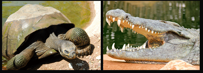 crocodiles_tortue